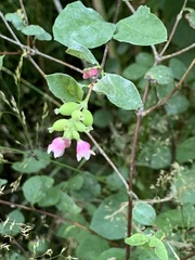 Symphoricarpos