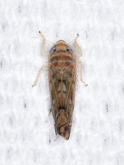 Scaphoideus