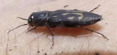 Melanophila consputa