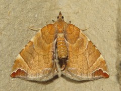 Eulithis molliculata