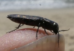 Melanophila consputa