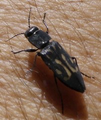 Melanophila consputa