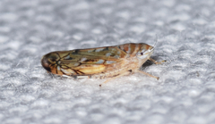 Scaphoideus
