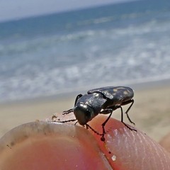 Melanophila consputa
