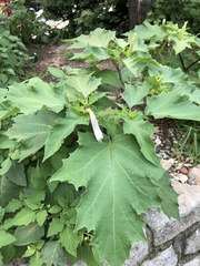 Datura stramonium