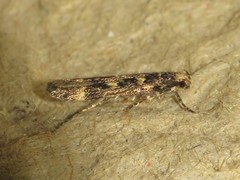 Trypanisma prudens