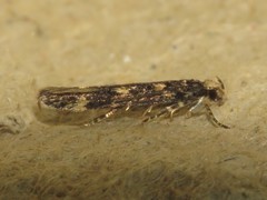 Trypanisma prudens