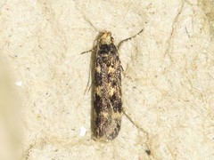 Trypanisma prudens