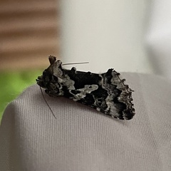 Syngrapha rectangula