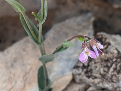 Boechera lemmonii