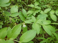 Angelica cincta