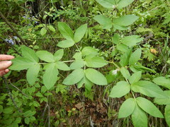 Angelica cincta
