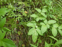 Angelica cincta