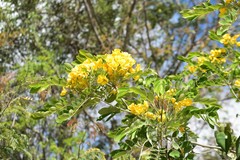 Senna racemosa