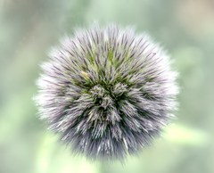 Echinops humilis