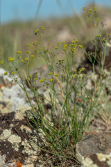 Bupleurum bicaule