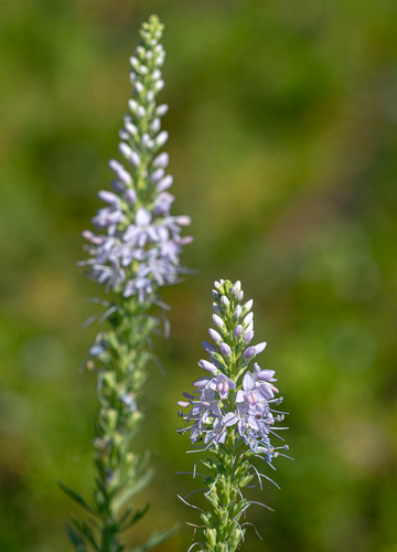 Veronica pinnata