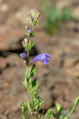 Dracocephalum peregrinum