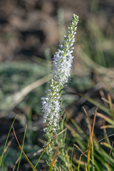 Veronica pinnata