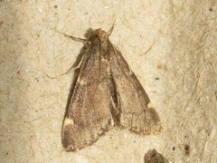 Hypsopygia thymetusalis