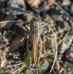 Arcyptera microptera