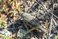 Bryodemella
