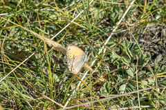 Coenonympha amaryllis