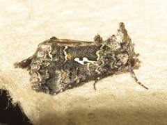 Syngrapha octoscripta