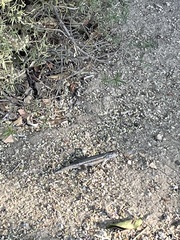 Sceloporus occidentalis