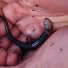 Plethodon ouachitae