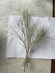 Dichanthelium aciculare