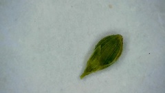 Dichanthelium aciculare