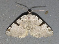 Macaria subcessaria