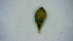 Dichanthelium aciculare