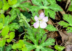 Geranium maculatum