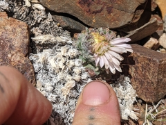 Townsendia condensata