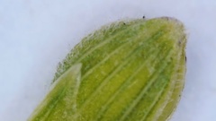 Dichanthelium aciculare