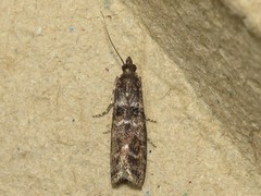 Ortholepis pasadamia