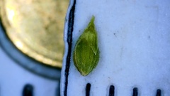 Dichanthelium aciculare