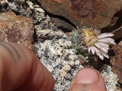 Townsendia condensata