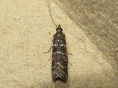 Ortholepis pasadamia