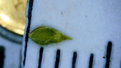 Dichanthelium aciculare