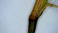 Dichanthelium aciculare