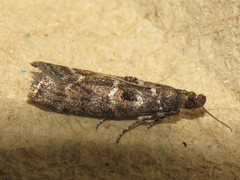 Ortholepis pasadamia