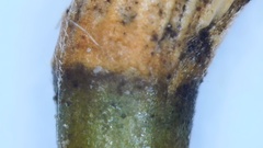 Dichanthelium aciculare