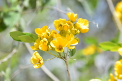 Senna racemosa