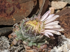 Townsendia condensata