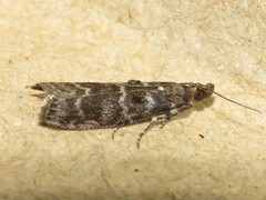 Ortholepis pasadamia