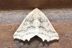 Prochoerodes amplicineraria