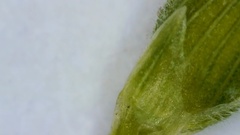 Dichanthelium aciculare
